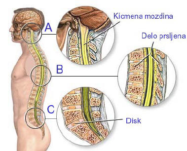 Anatomija-kičme